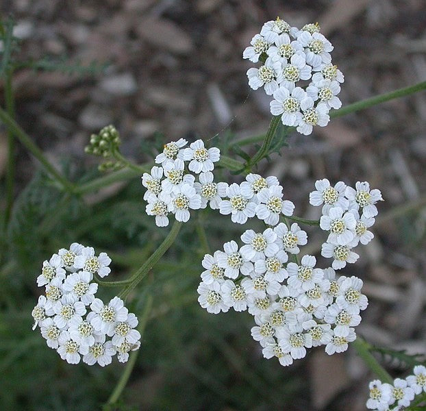 Yarrow Tincture (Achillea millefolium)