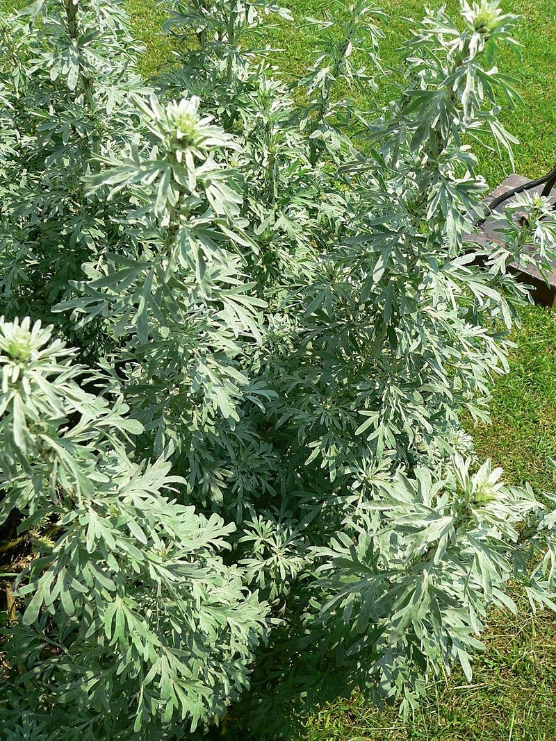 Wormwood Tincture (Artemisia absinthium)