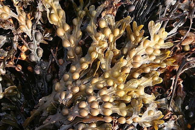 Bladderwrack Tincture (Fucus vesiculosus)