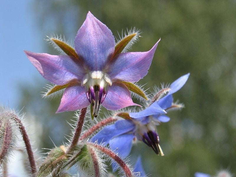 Borage tincture