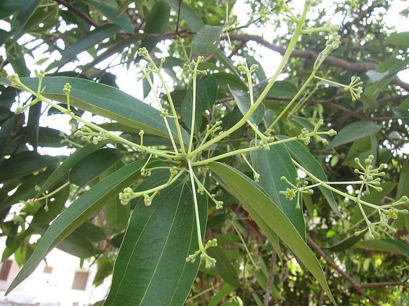 Cinnamon Tincture (Cinnamomum verum)