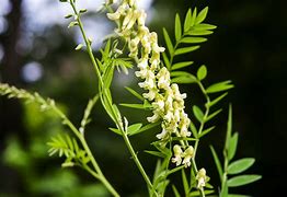 Yellow Sophora Tincture (Sophora flavescens)