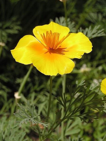 California Poppy Tincture (Eschscholzia californica)