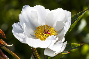 White Paeony Root (Paeonia lactiflora)