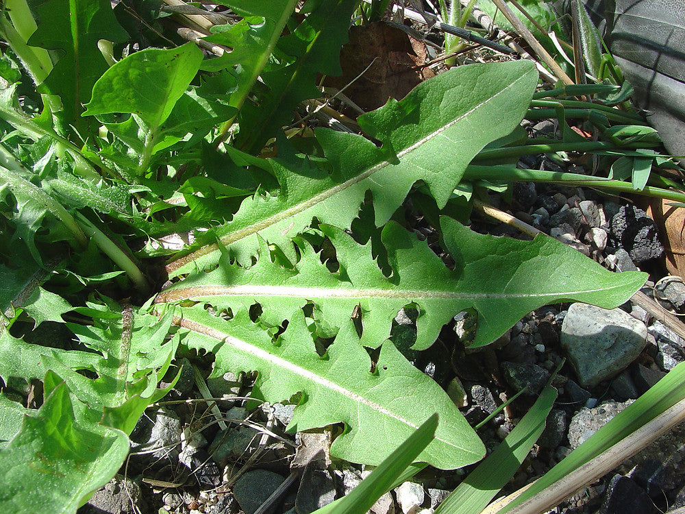 Dandelion Leaf Tincture (Taraxacum officinale)