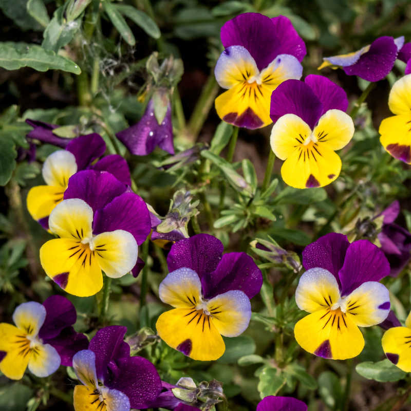 Heartsease Tincture (Viola tricolor)