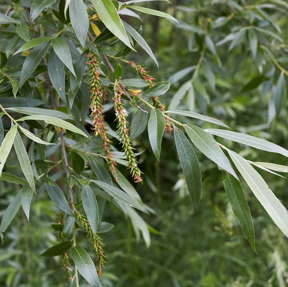 White Willow Tincture (Salix alba)