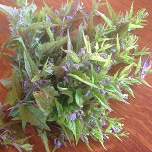Skullcap Herb (Scutellaria lateriflora)