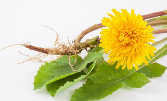 Dandelion Root Tincture (Taraxacum officinale)