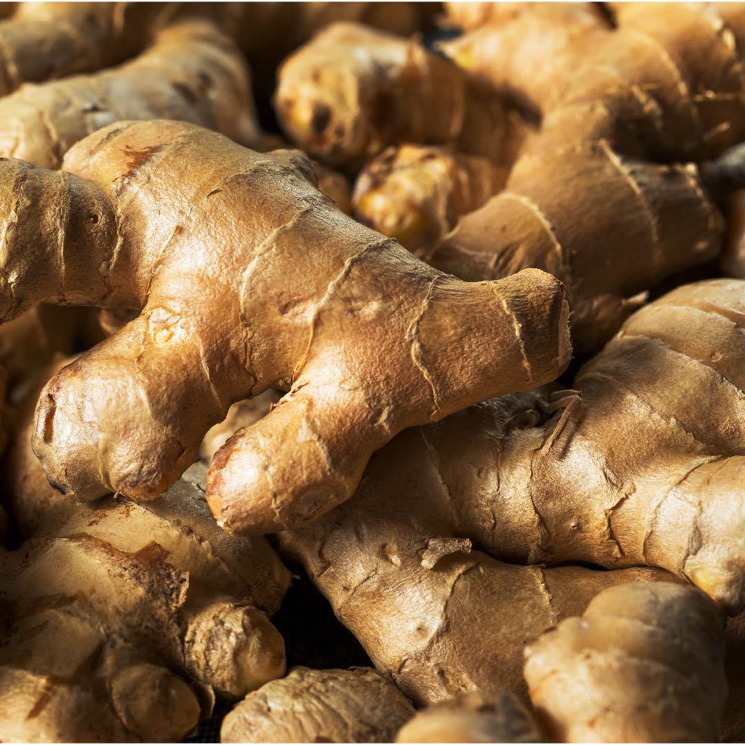 Ginger Tincture (Zingiber officinalis)