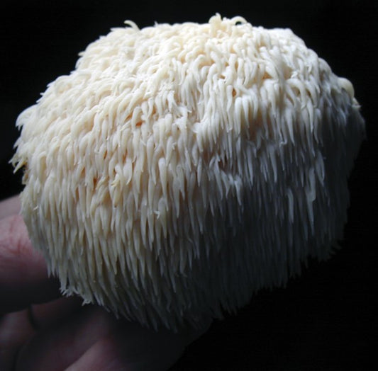 Hericium erinaceus tincture ( Lion's Mane )