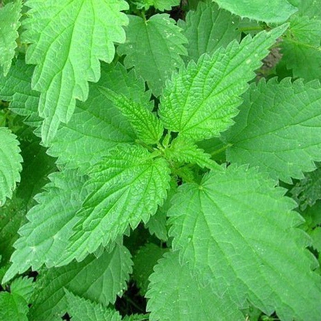 Urtica dioica Nettle leaf