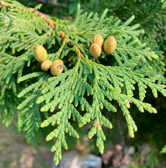 Tree of Life Tincture (Thuja occidentalis) 500ml