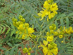 Senna Leaf Dried 100g