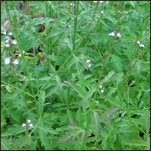 Vervain Tincture (Verbena officinalis)
