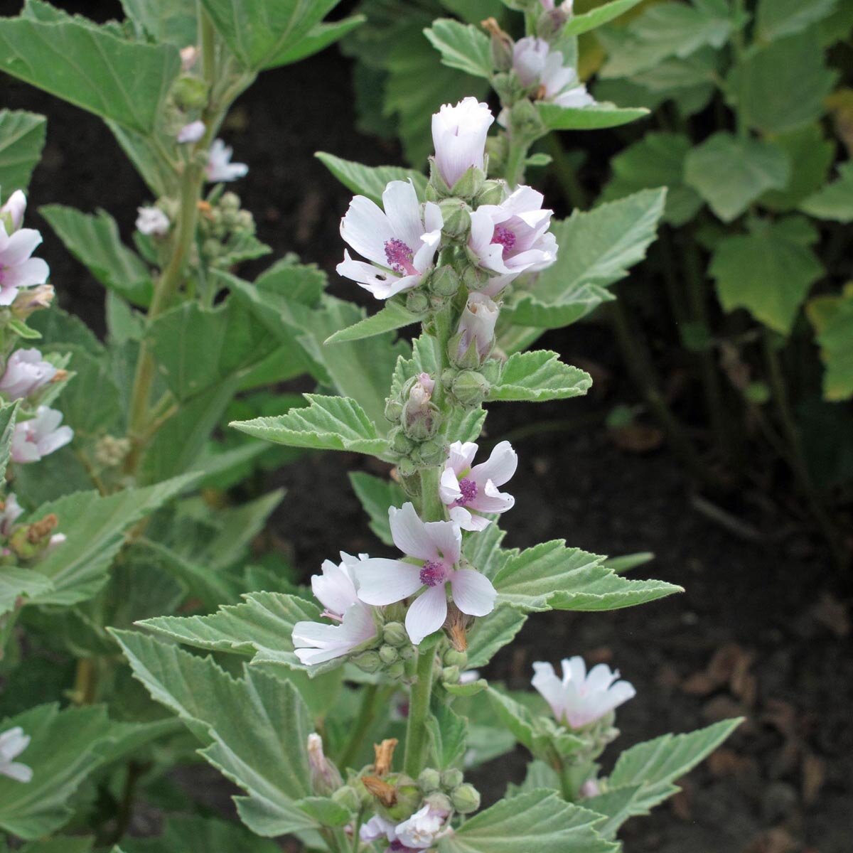 Marshmallow Leaf Tincture (Althaea officinalis fol)