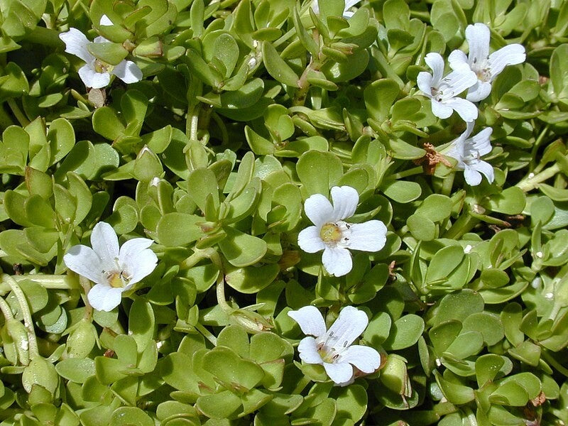 Brahmi Tincture (Bacopa monnieri)