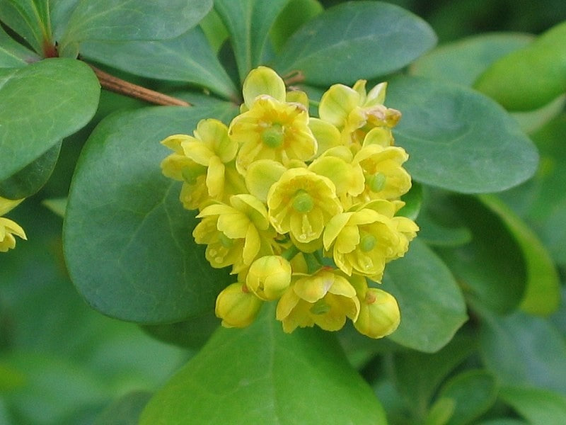 Barberry Tinture (Berberis vulgaris)
