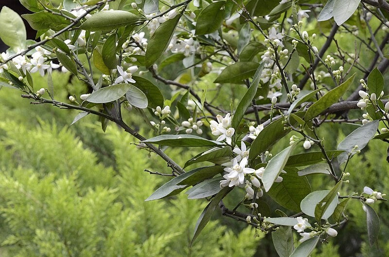 Bitter Orange (Zhi Ke) Tincture (Citrus aurantium)