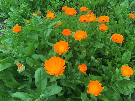 Marigold 90% Tincture (Calendula officinalis)
