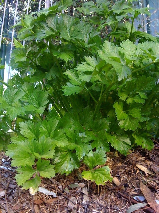 Celery Seed Tincture (Apium graveolens) 1:3 60%