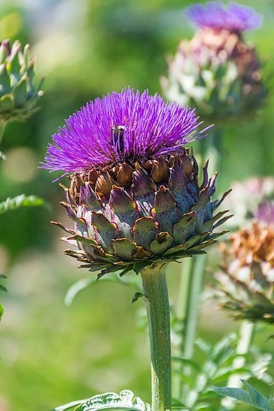 Artichoke Leaf Tincture (Cynara scolymus)