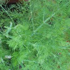 Fennel Tincture (Foeniculum vulgare)