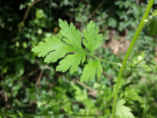 Panacea Feverfew Tincture (Tanacetum parthenium)