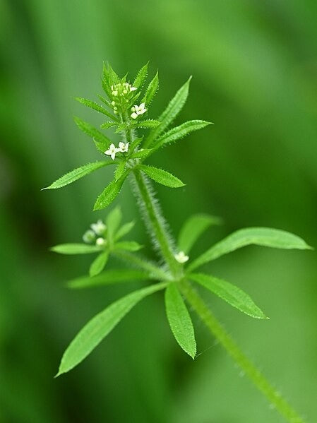 Cleavers Tincture (Galium aparine)