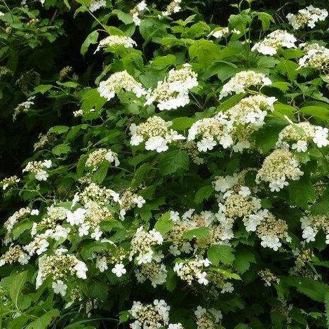 Cramp Bark Tincture (Viburnum opulus)
