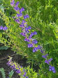 Chinese Skullcap Tincture (Scutellaria baicalensis)