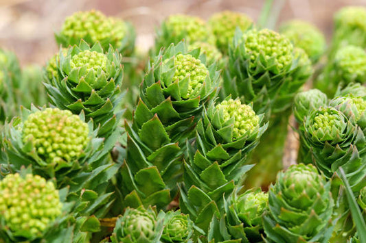 Arctic Root Tincture (Rhodiola rosea)