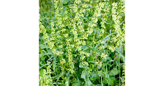 Yellow Dock Tincture (Rumex crispus)