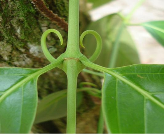 Cat's Claw Bark Tincture (Uncaria tomentosa)