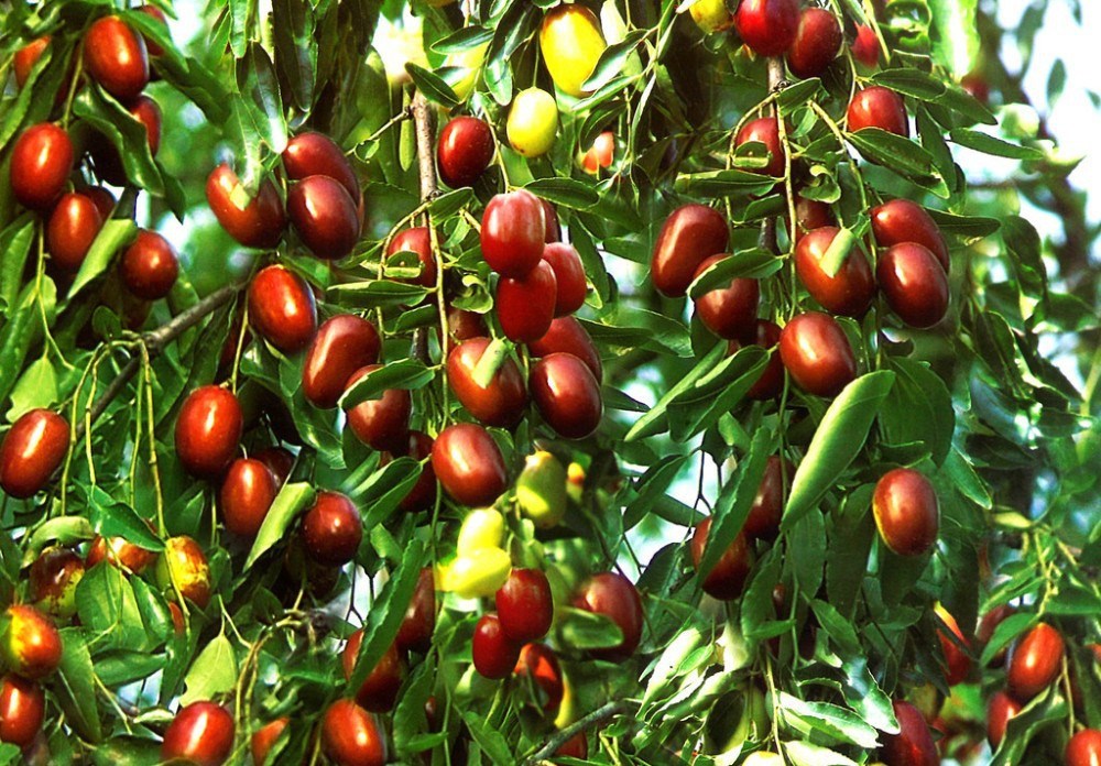 Chinese Date Tincture (Zizyphus jujuba)